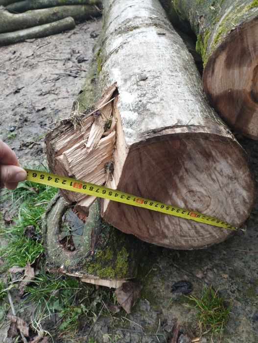 Orzech włoski kłody