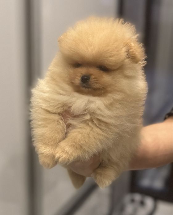Szpic miniaturowy Pomeranian