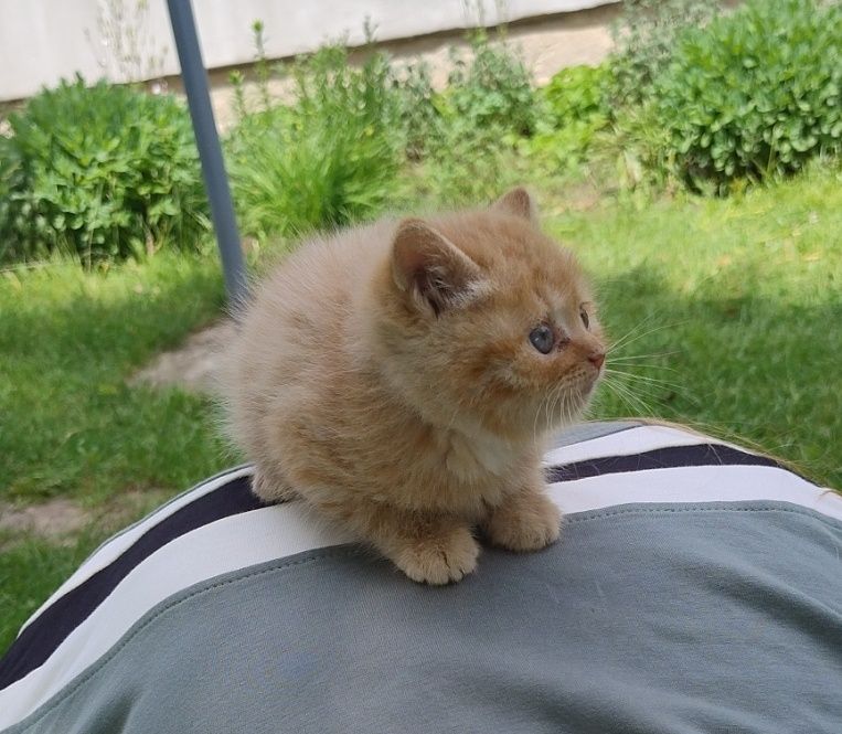 Віддам котиків в добрі руки
