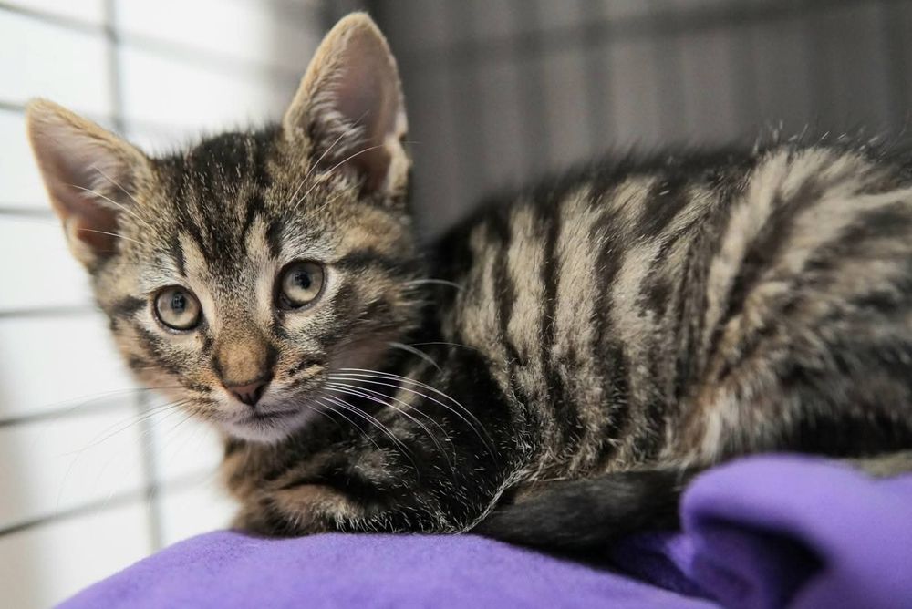 Lilo szuka domu w całej Polsce