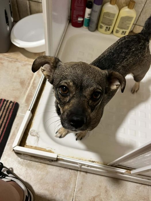 Cadelinha de Pequeno Porte Adoção