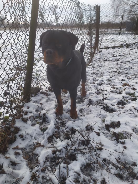 Ротвейлер  в'язка вік 5 років