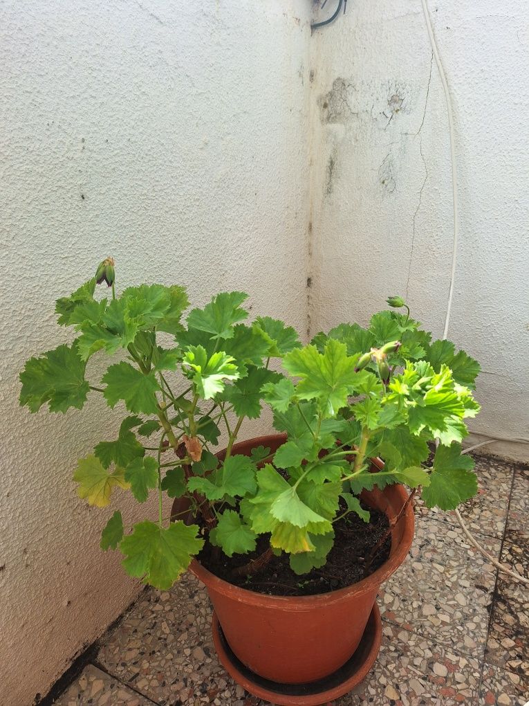 Flor grande com vaso
