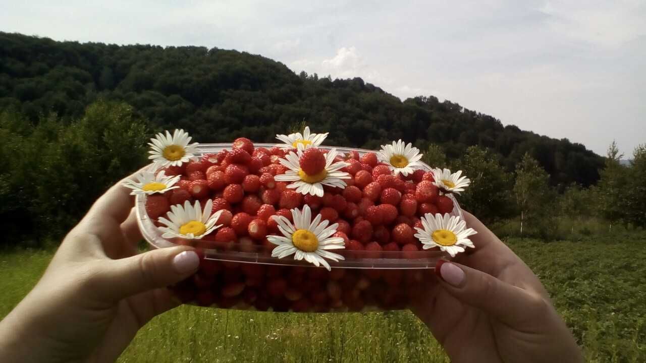 Лісові Ягоди Карпат (Чорниця, Брусниця, Журавлина Шипшина)