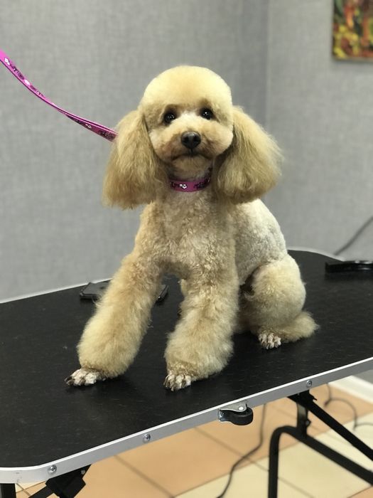 Груминг, грумінг Стрижка собак и кошек