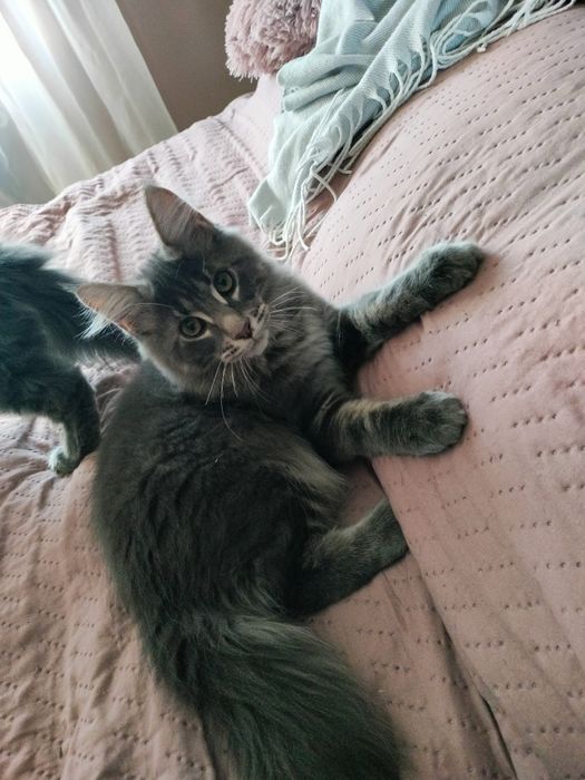 Kot maine coon, kocurek gotowy do odbioru