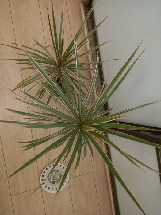 Драцена трехцветная комнатная пальма моргината шефлера вариегатная