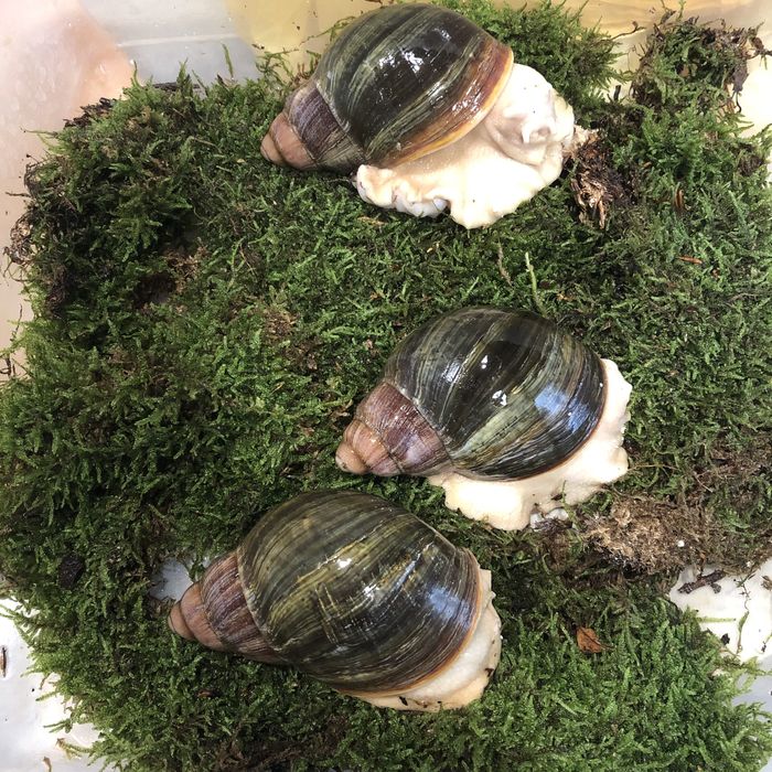 Архахатина Venrticosa leucistic