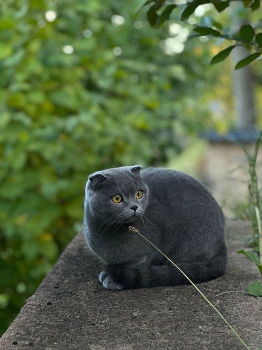Кішка шукає прямовухого шотландця