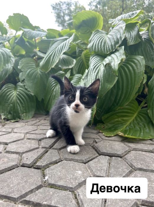 Отдам котят в хорошие руки