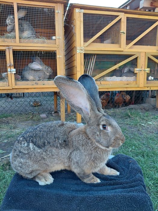 Królik Belgijski Olbrzym