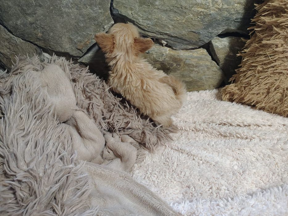 Chipoo, chihuahua długowłosa & Pudel toy,  sunia