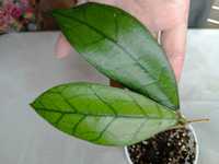 Hoya Clemensiorum sp Borneo Long Leaves