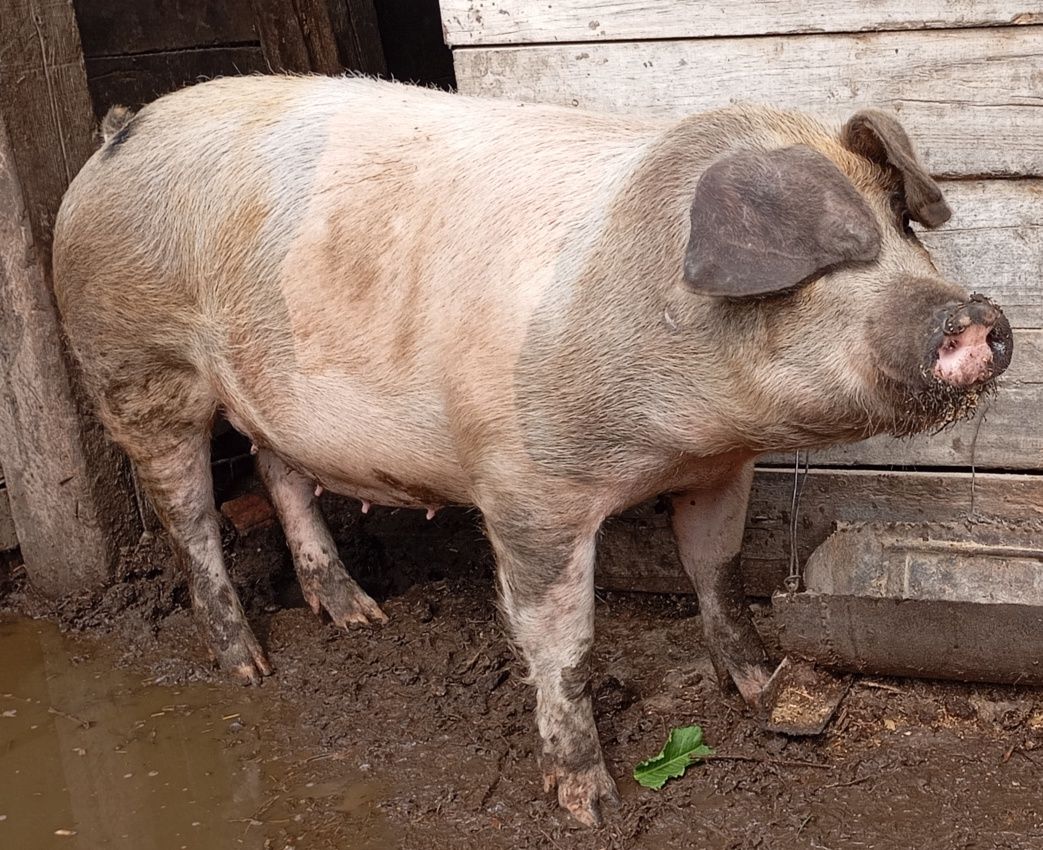 Свиноматка рем свинка