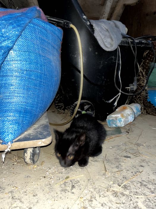 Młode śliczne kotki do oddania. Kot do adopcji.