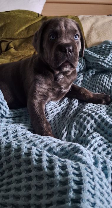 Дівчинка ОСТАННЯ породи кане-корсо