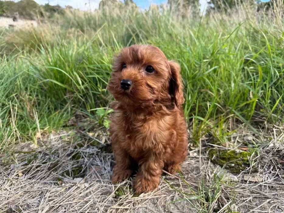Cavapoo disponível