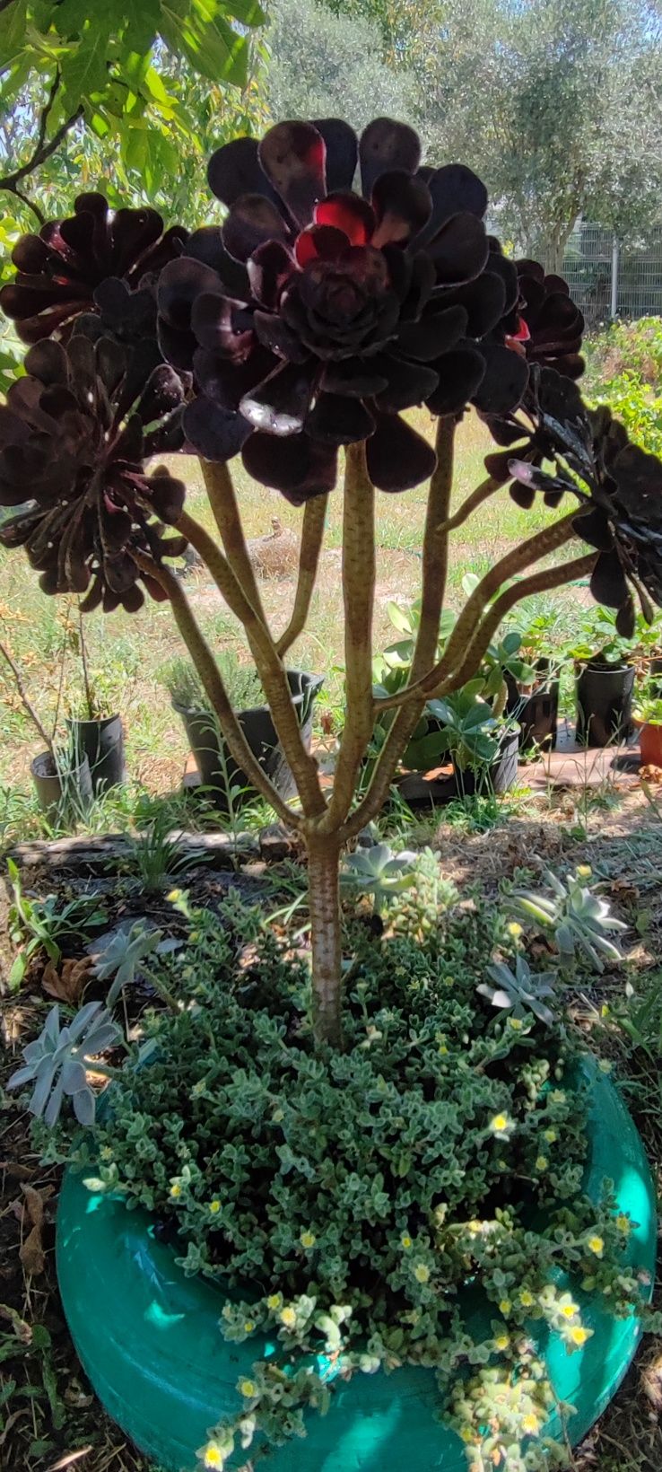 Planta Suculenta