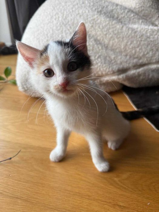 Uroczy malutki kotek szuka kochającego domu!