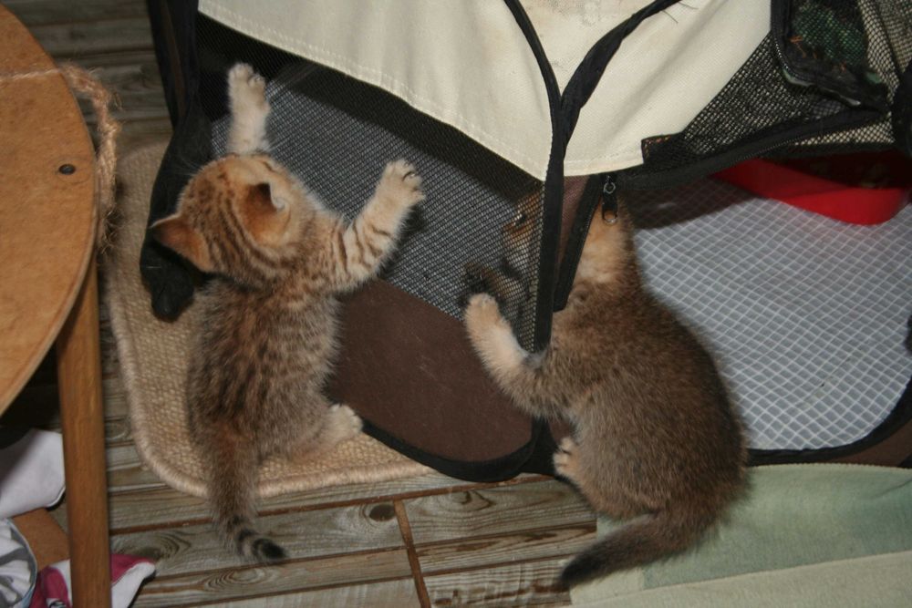 Золотий шиншила, що втішає та звеселяє