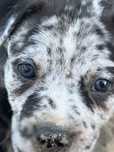Amstaff suczka merle