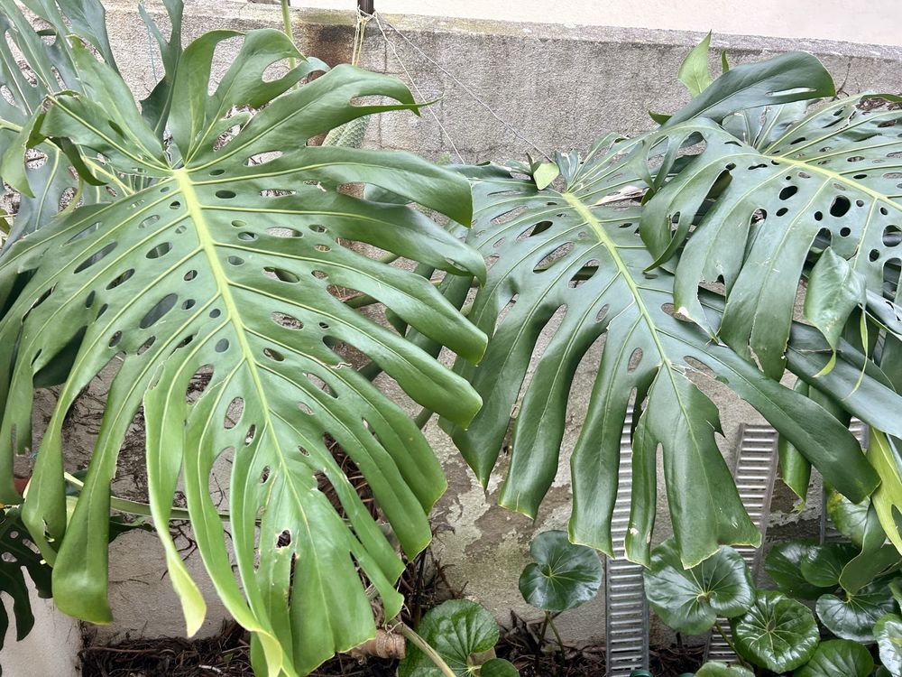 Raízes de Planta de Costela Adão ou Monstera Deliciosa grande