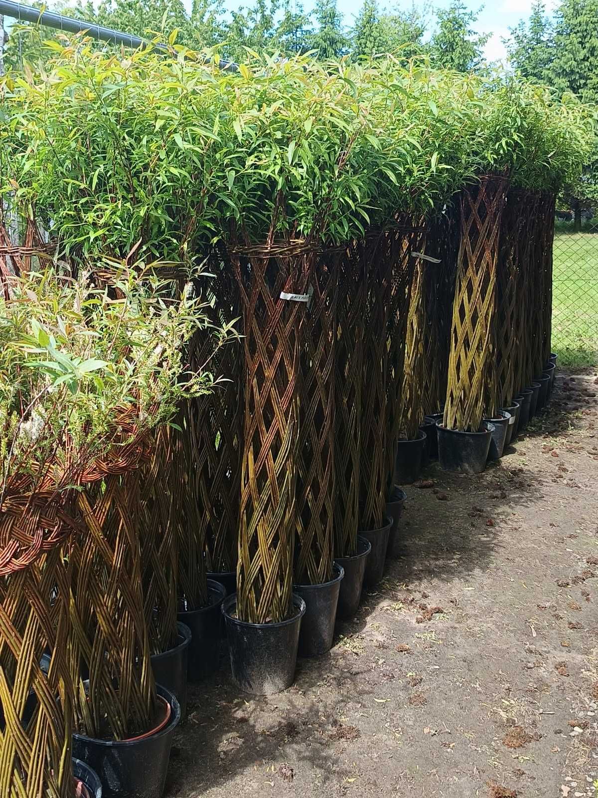 Wielka wyprzedaż!Wierzba pleciona salix(różne sploty)od 100 zł