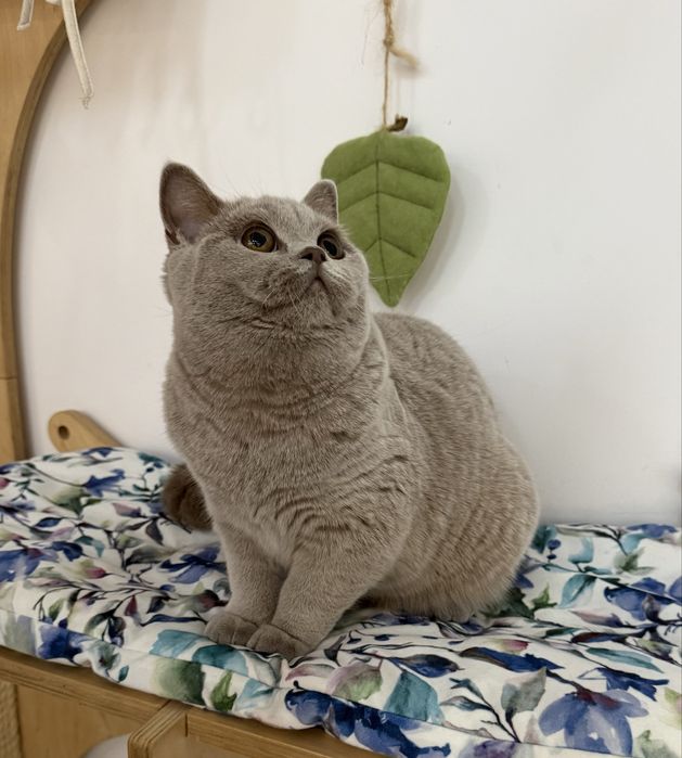 Kotka brytyjska krótkowłosa liliowa (BRI c) – opcja hodowlana