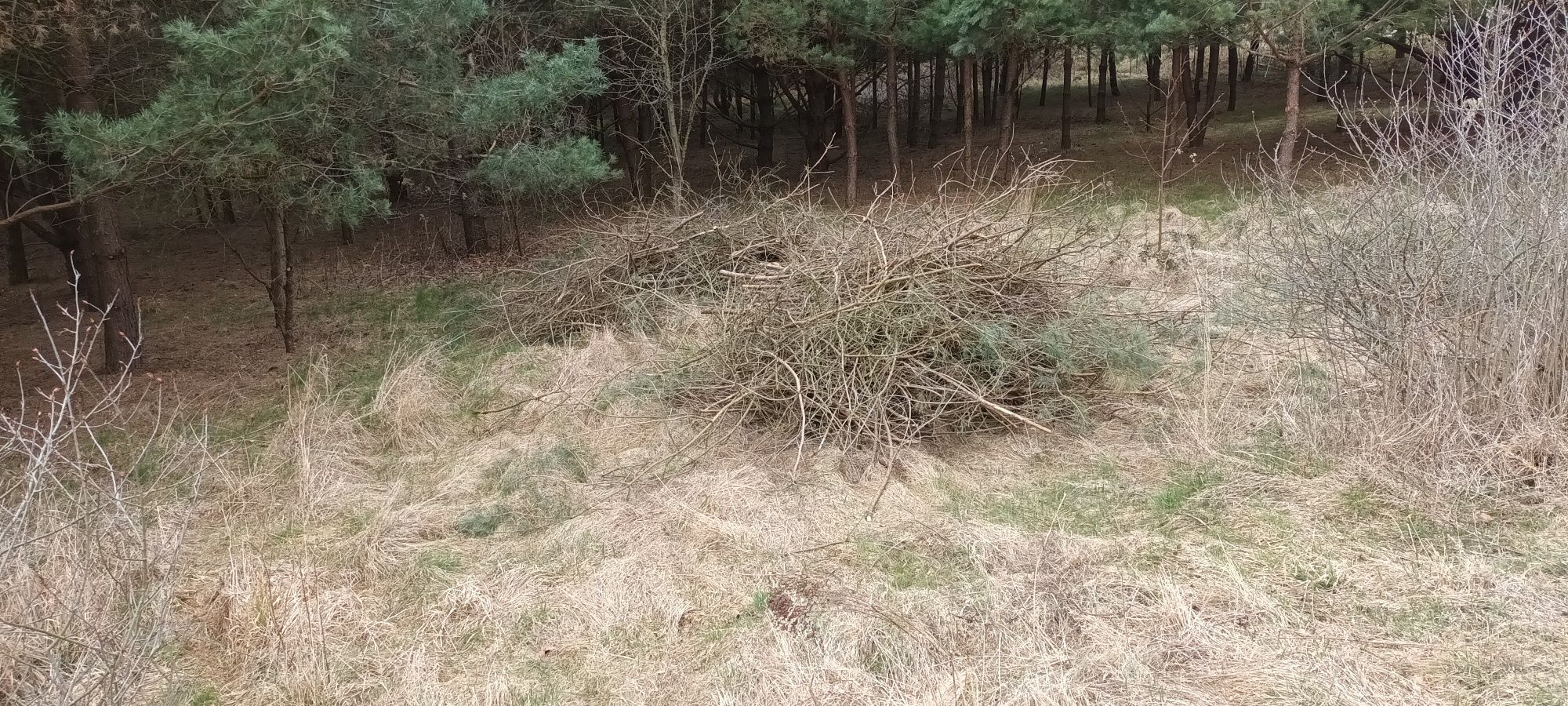 Oddam DUŻO gałęzi na zrębkę