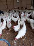 Leghorn 24 tygodnie! Wysyłka od 10 sztuk.
