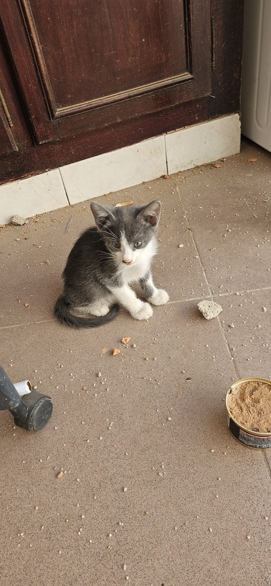 Gatinho cinzento macho