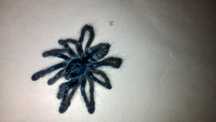 Versicolor l6  promocja