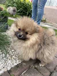 Szpic miniaturowy pomeranian z Rodowodem