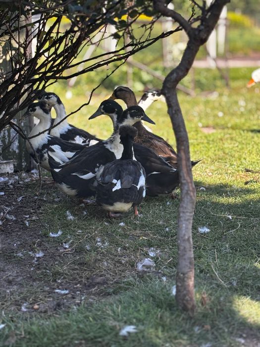 Sprzedam Kaczki ekologiczne