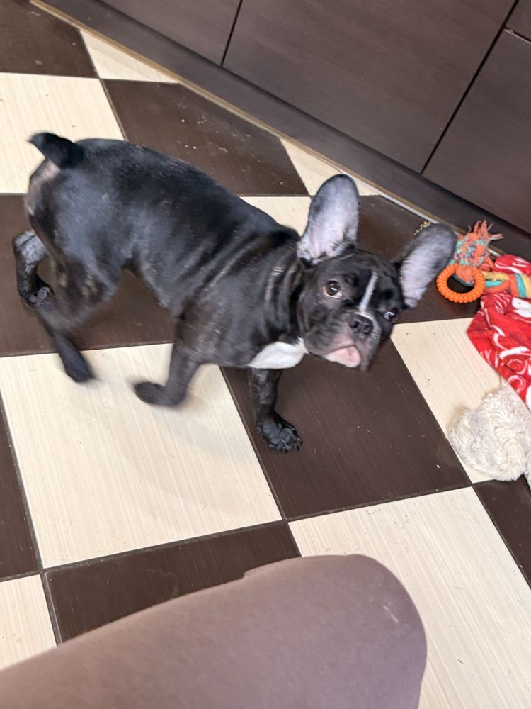 Buldog Francuski