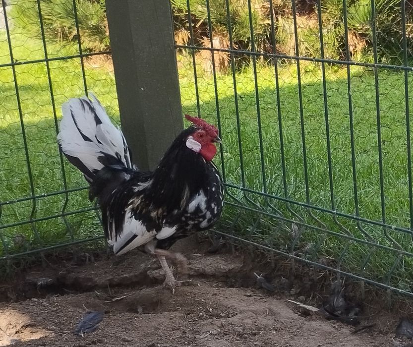 Bandamka Kogut Szek