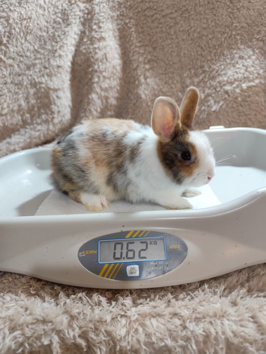 Coelho anão adoção gratuita