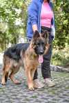 Roki-porzucony piękny pies w typie owczarka niemieckiego do adopcji