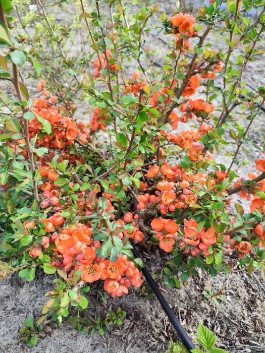 Саджанці декоративних чагарників