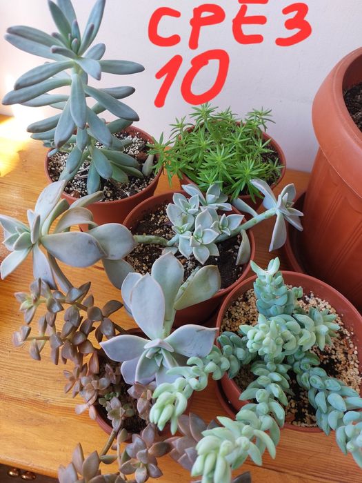 Суккулент кактус хавортия крассула денежное дерево