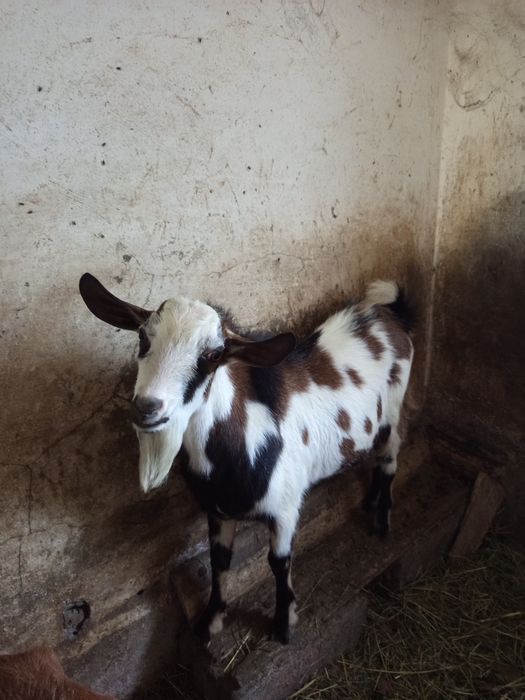 Kozioł koza capek