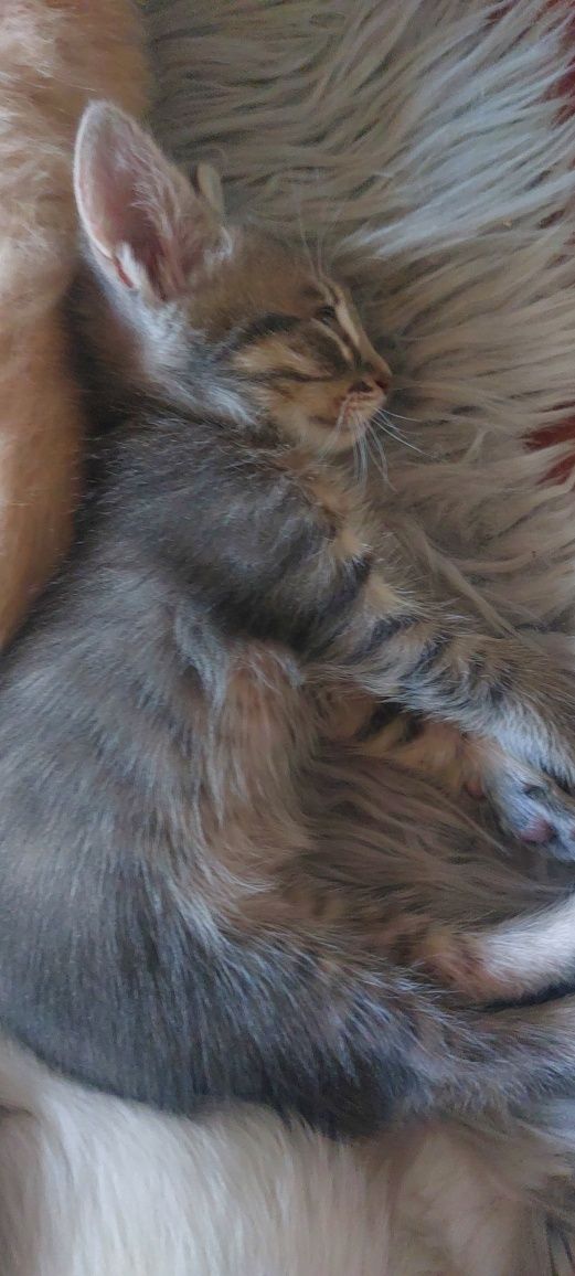 Отдам даром добрую ласковую кошечку