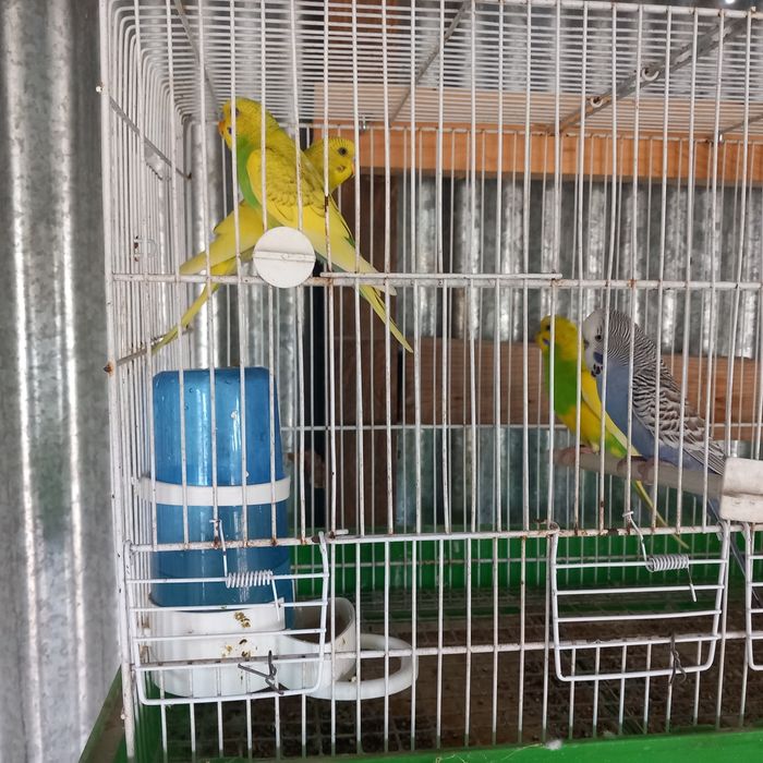 Vende-se piriquitos