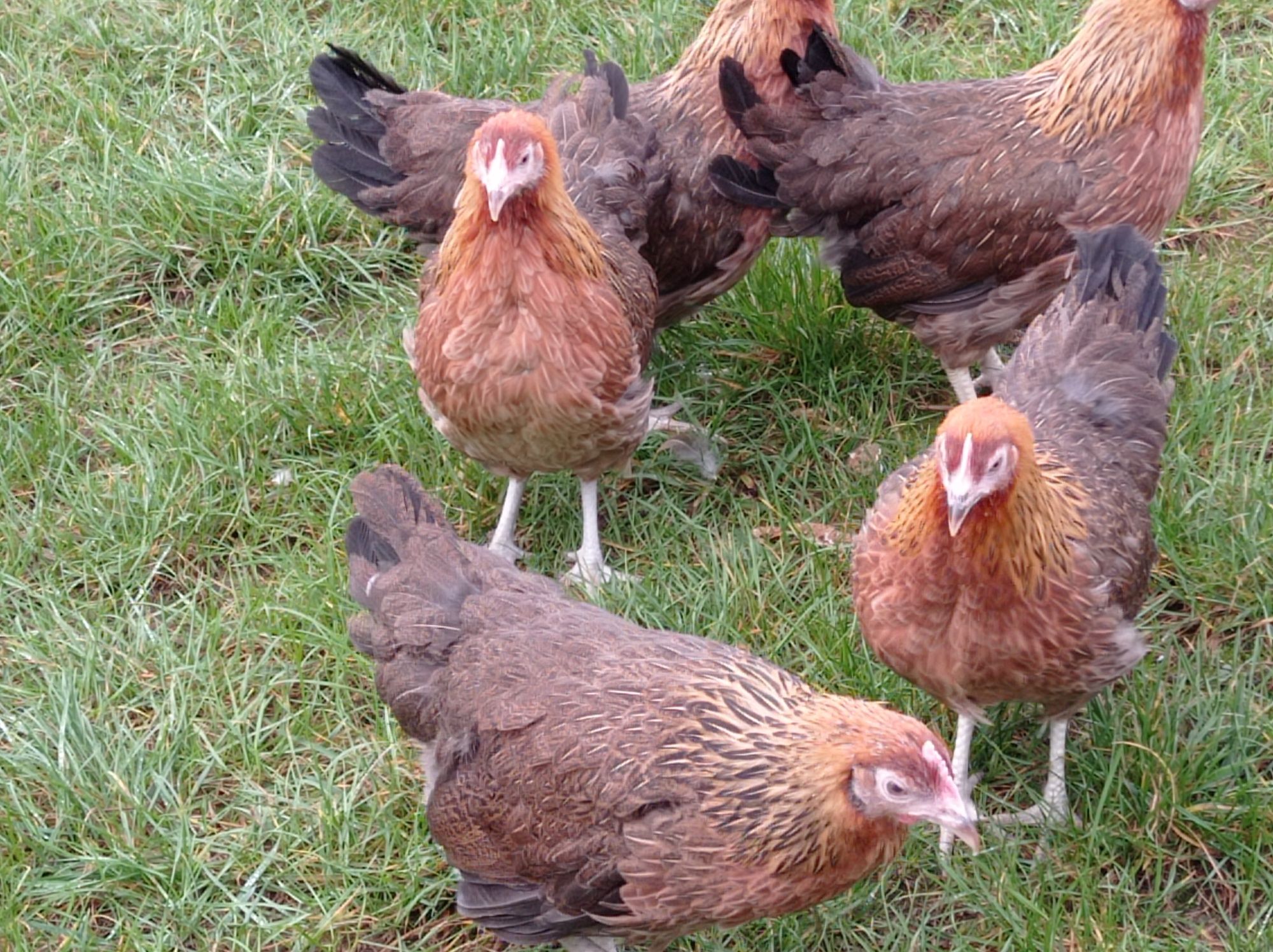 Rossa leghorn zielononóżki sonia lohman Brown kury nioski na jajko-Wys