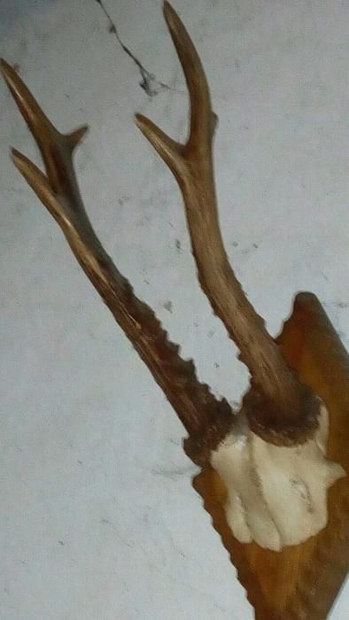 роги косулі європейської