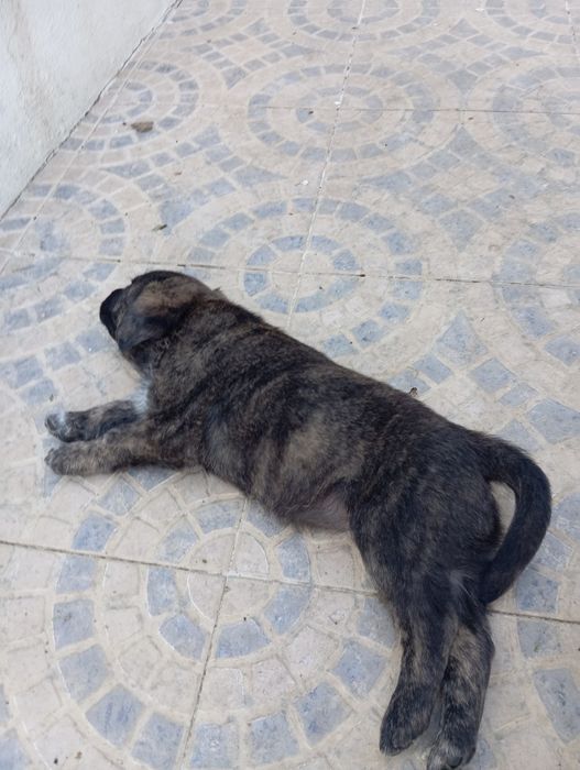 Cães Fila de São Miguel