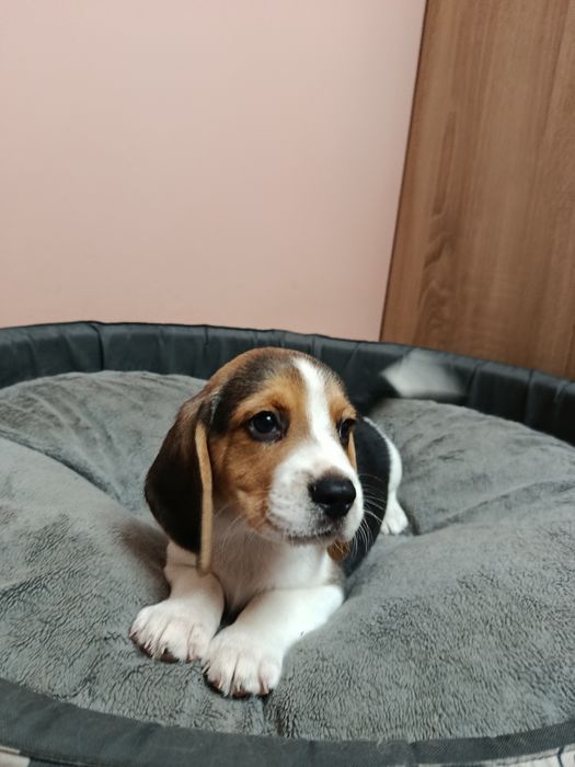 Śliczny piesek Beagle