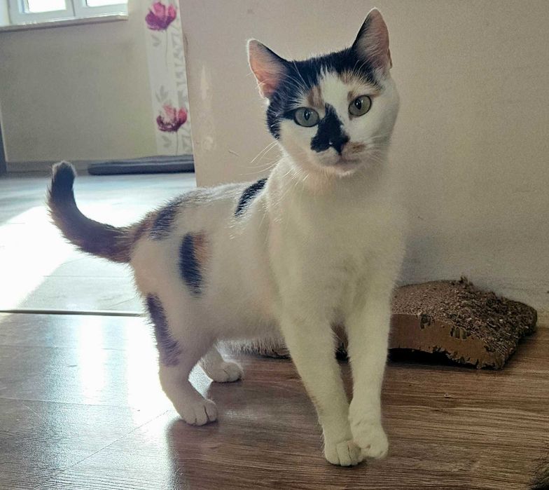 Kotka Kora tricolor (2-3 lata) szuka domu