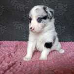 Border Collie suczka blue merle