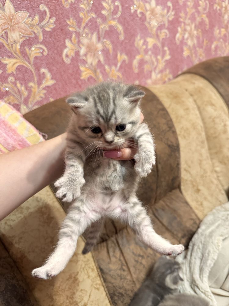 Котята шотландской вислоухой кошки